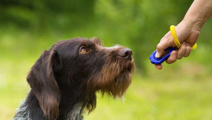 training a young dog with a clicker on the green background