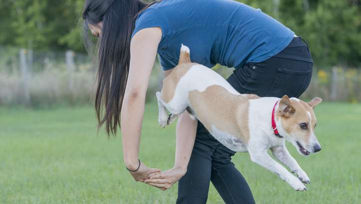 Cute jack russell terrier doing intelligent tricks as he jumps through a hoop his owner makes with her arms in a grassy park outdoors.