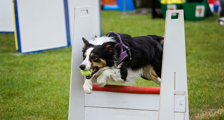 Flyball