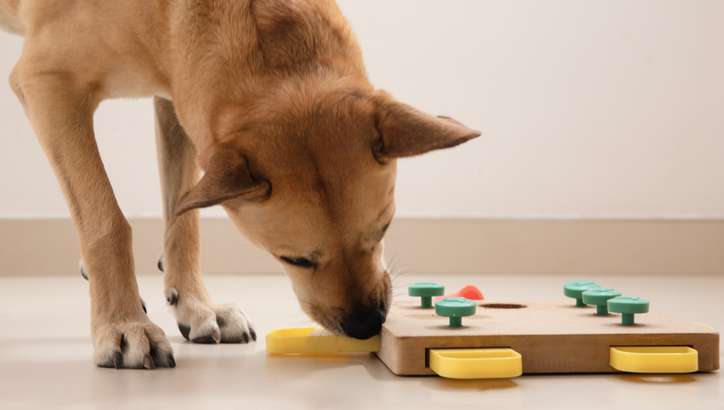 Smart dog is looking for delicious dried treats in intellectual game and eating them, close up. Intellectual game for dogs. and training of nose work with pet. brain game training for dogs